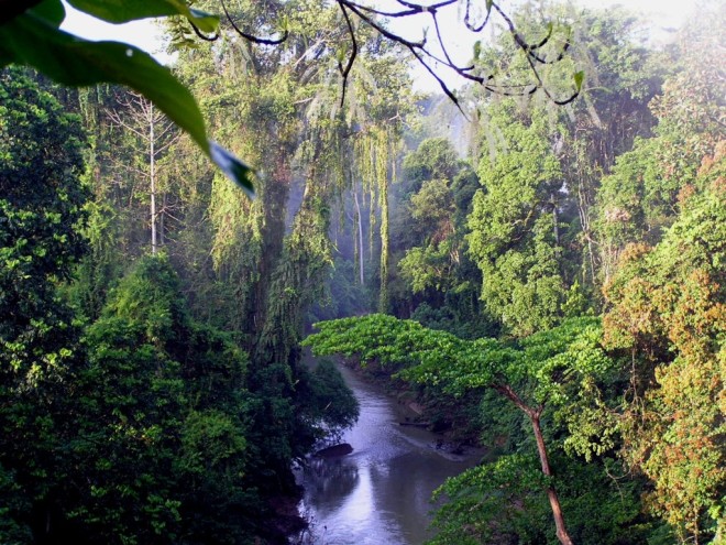 Fonkelnieuw Het tropisch regenwoud van Sumatra (foto's) | In de Archipel SC-52