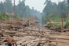Grootschalige houtkap in West-Kalimantan